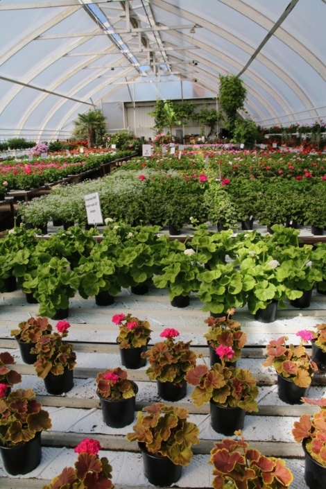 Pelargoniharrastajan mekka